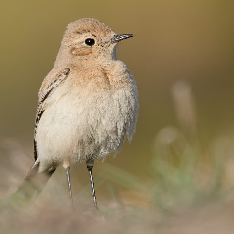 https://cdnfiles1.biolovision.net/www.faune-france.org/userfiles/FauneFrance/FFiconosp/TraquetdudsertSamuelRieuOK11.jpg