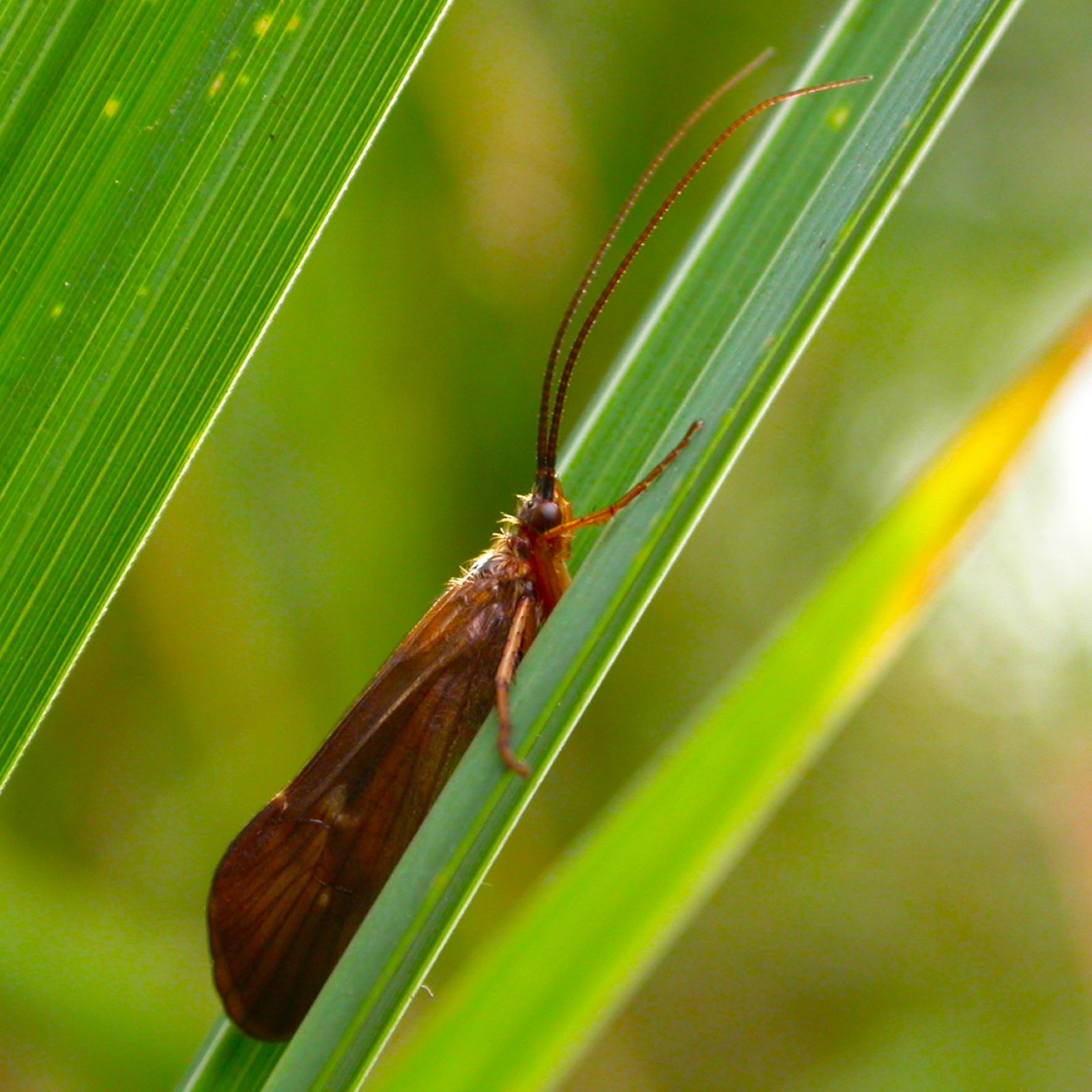 https://cdnfiles1.biolovision.net/www.faune-france.org/userfiles/FauneFrance/FFiconosp/TrichopteraPhJourdesquare.jpg