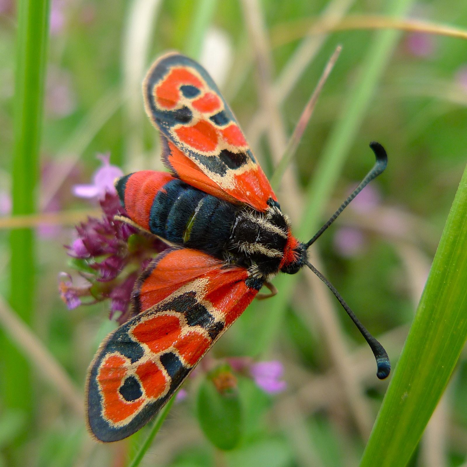 https://cdnfiles1.biolovision.net/www.faune-france.org/userfiles/FauneFrance/FFiconosp/ZygaenafaustaPhJourdelite.JPG