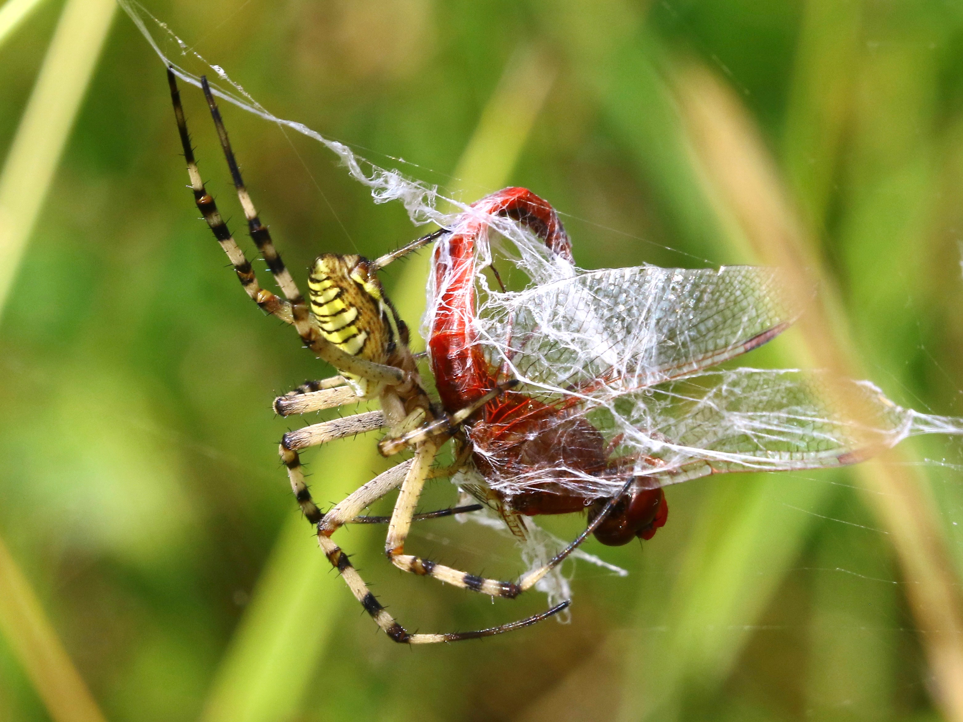 https://cdnfiles1.biolovision.net/www.faune-france.org/userfiles/FauneIDF/Arachnides/ArgiopeYvesMassin.jpg