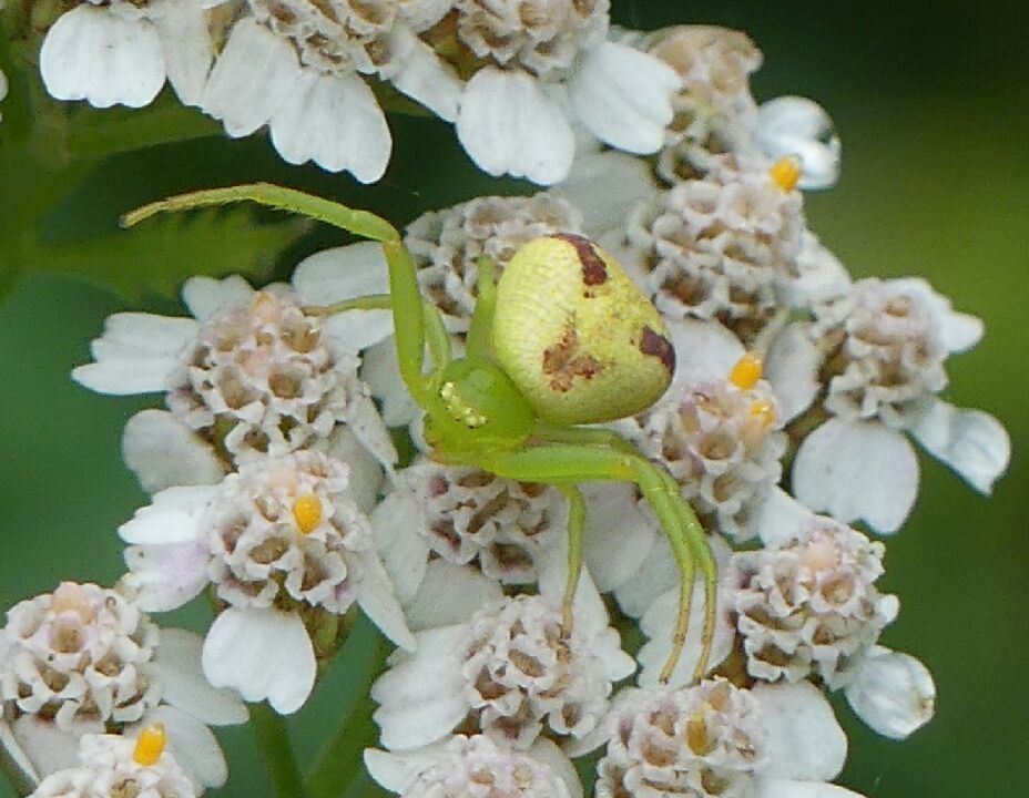 https://cdnfiles1.biolovision.net/www.faune-france.org/userfiles/FauneIDF/Arachnides/EbrechtellaPascalGuy.jpg