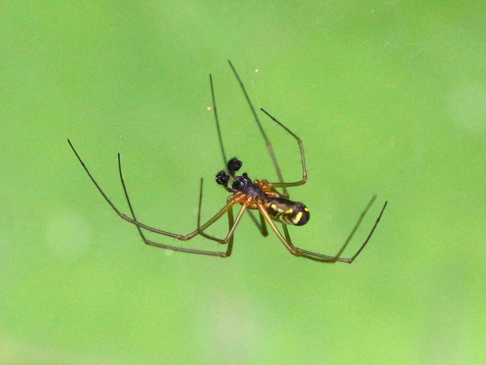 https://cdnfiles1.biolovision.net/www.faune-france.org/userfiles/FauneIDF/Arachnides/NerienemaleYvesMassin.jpg