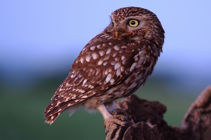 https://cdnfiles1.biolovision.net/www.faune-france.org/userfiles/FauneIDF/NewsIDF/ChevchedAthnaIMG-1967PDASILVA.jpg
