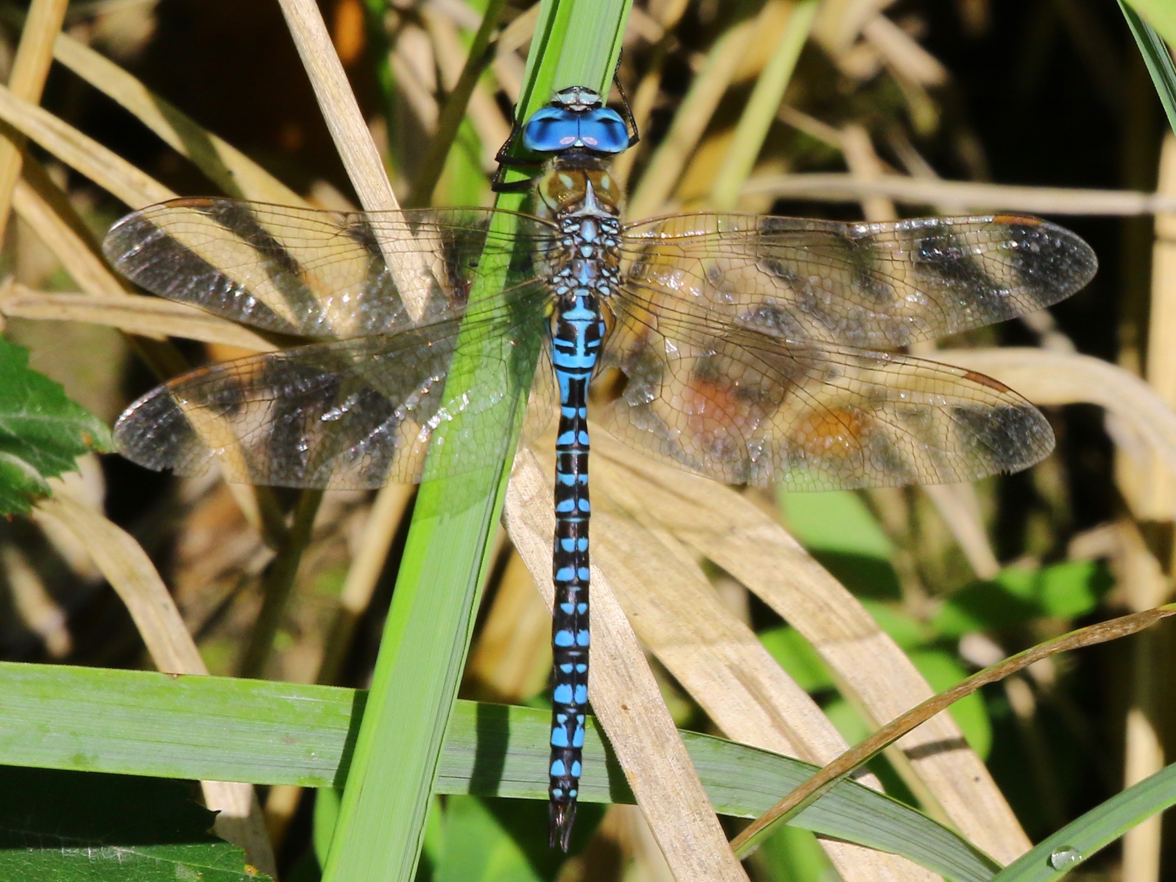 https://cdnfiles1.biolovision.net/www.faune-france.org/userfiles/FauneIDF/Odonates/AffinisYvesMassin.jpg