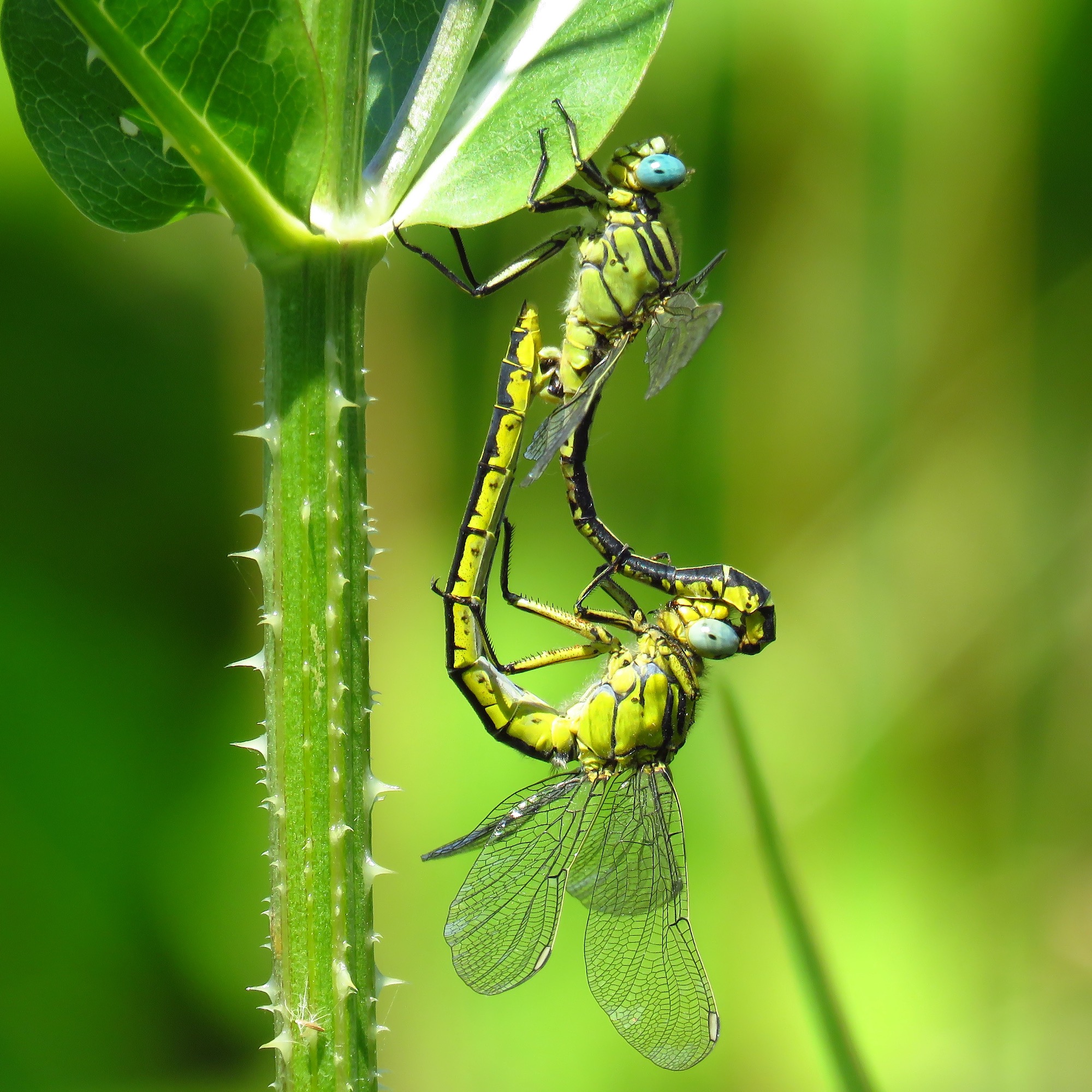 https://cdnfiles1.biolovision.net/www.faune-france.org/userfiles/FauneIDF/Odonates/CoeurSimillimusCarre.jpg