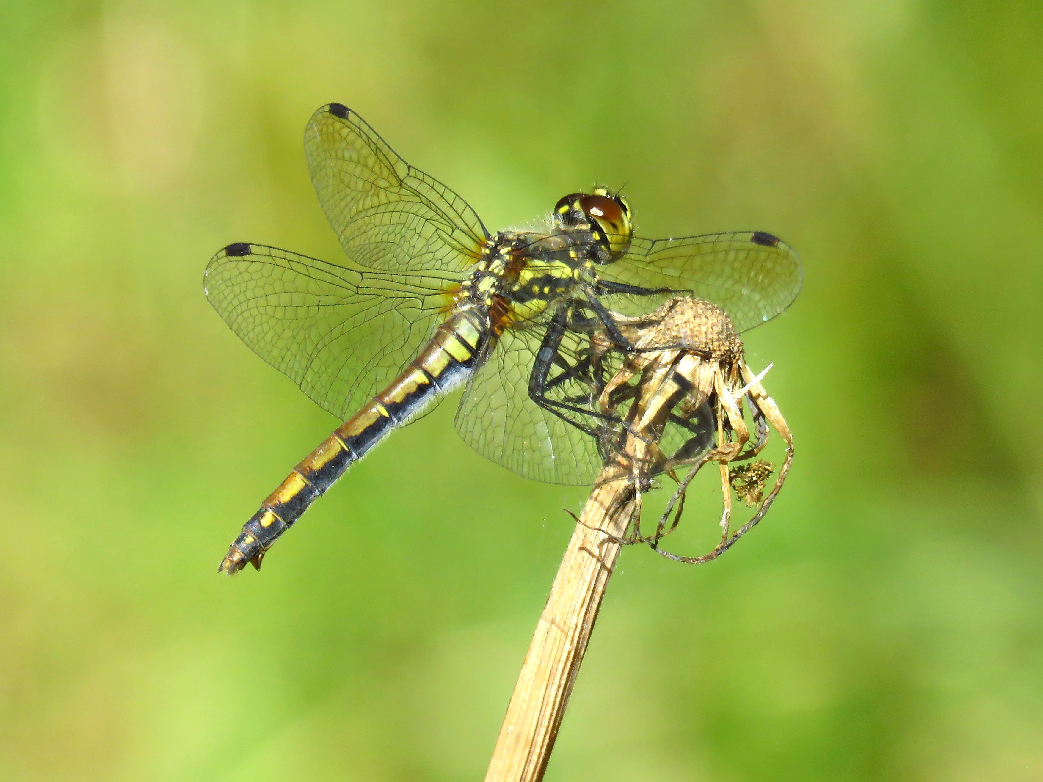 https://cdnfiles1.biolovision.net/www.faune-france.org/userfiles/FauneIDF/Odonates/DanaefemelleYvesMassin_1.jpg