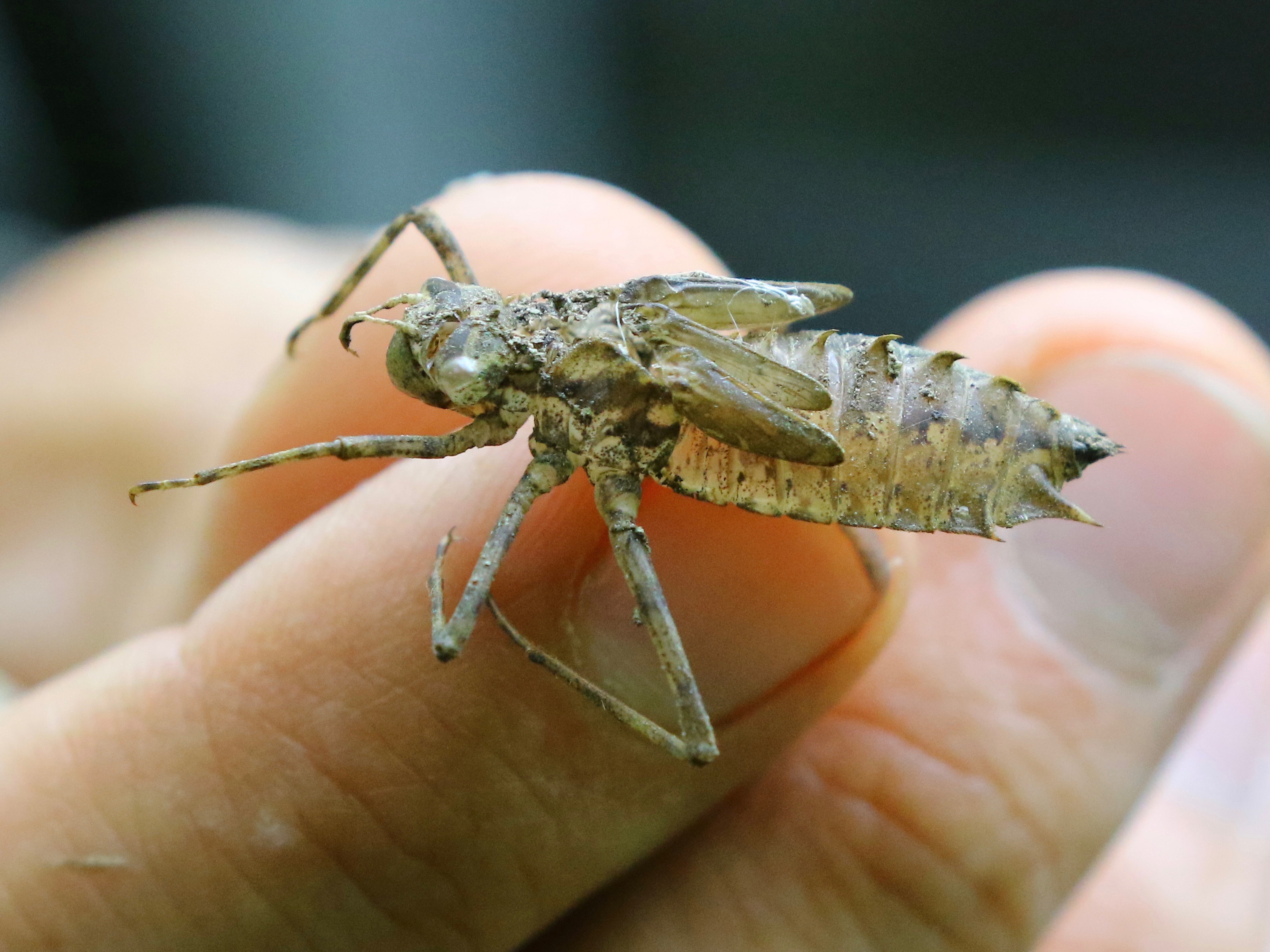 https://cdnfiles1.biolovision.net/www.faune-france.org/userfiles/FauneIDF/Odonates/ExuvieEpithecaYvesMassin.jpg