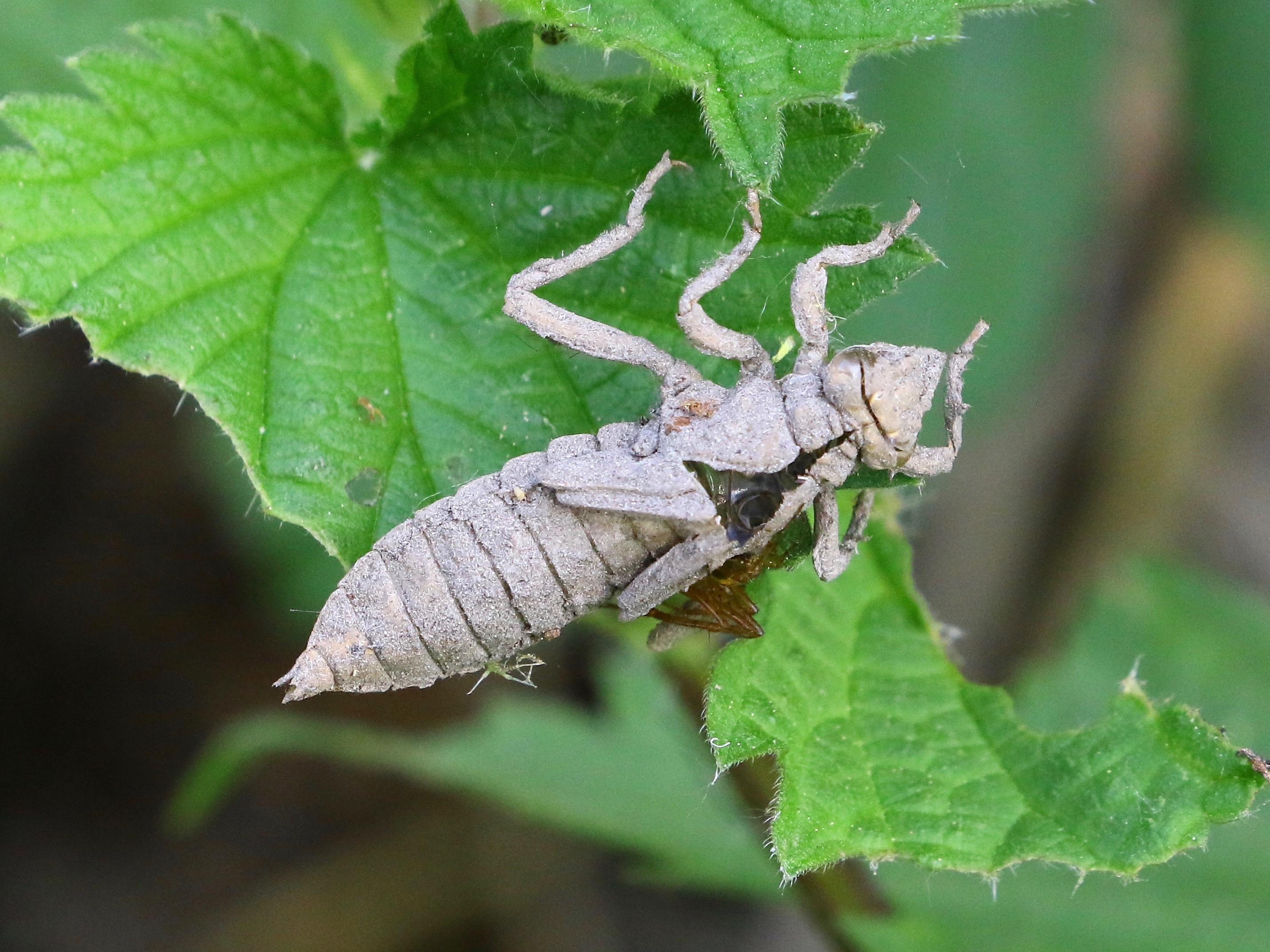 https://cdnfiles1.biolovision.net/www.faune-france.org/userfiles/FauneIDF/Odonates/ExuvievulgatissmusYvesMassin.jpg