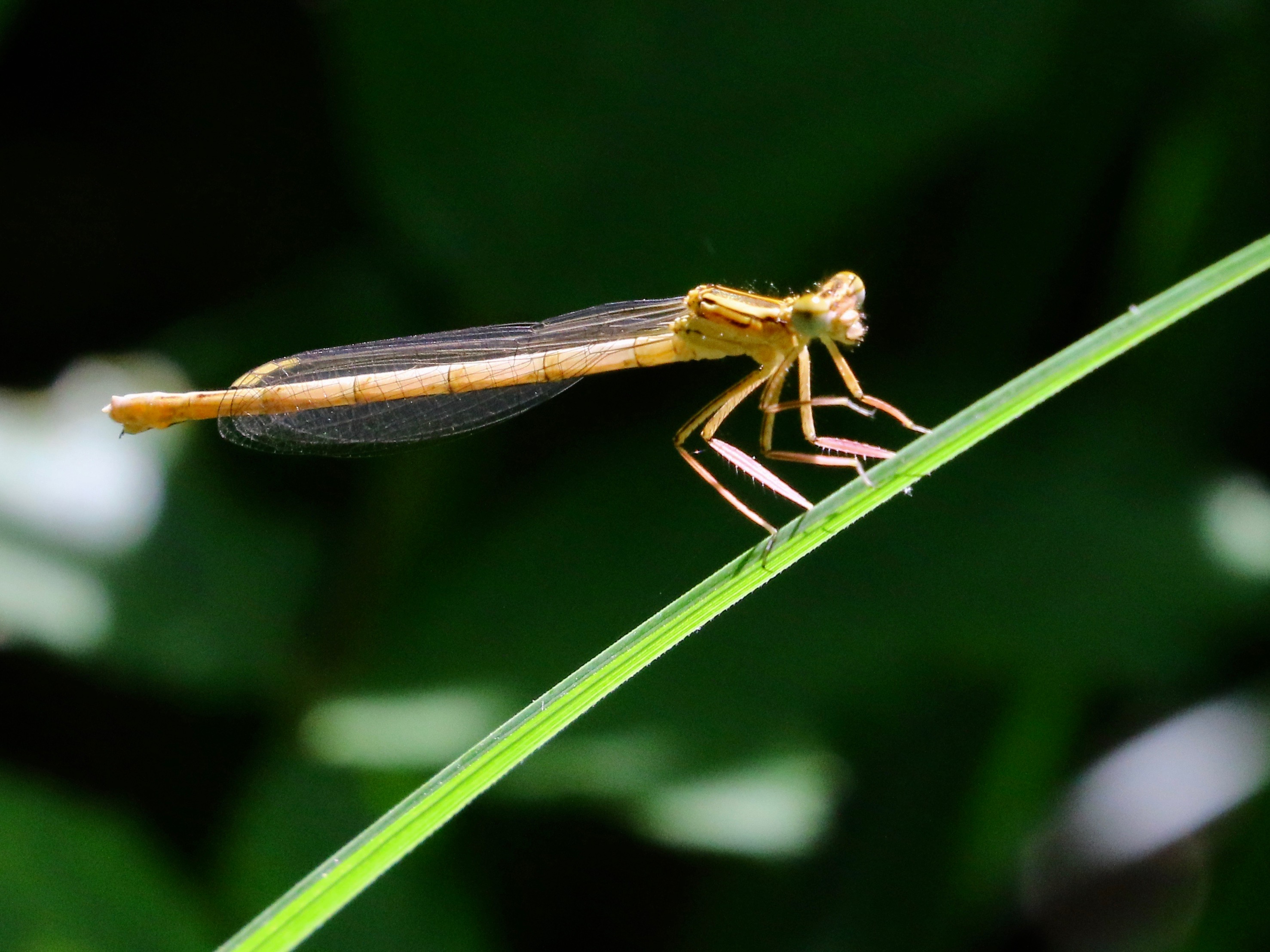 https://cdnfiles1.biolovision.net/www.faune-france.org/userfiles/FauneIDF/Odonates/PennipesroseYvesMassin.jpg