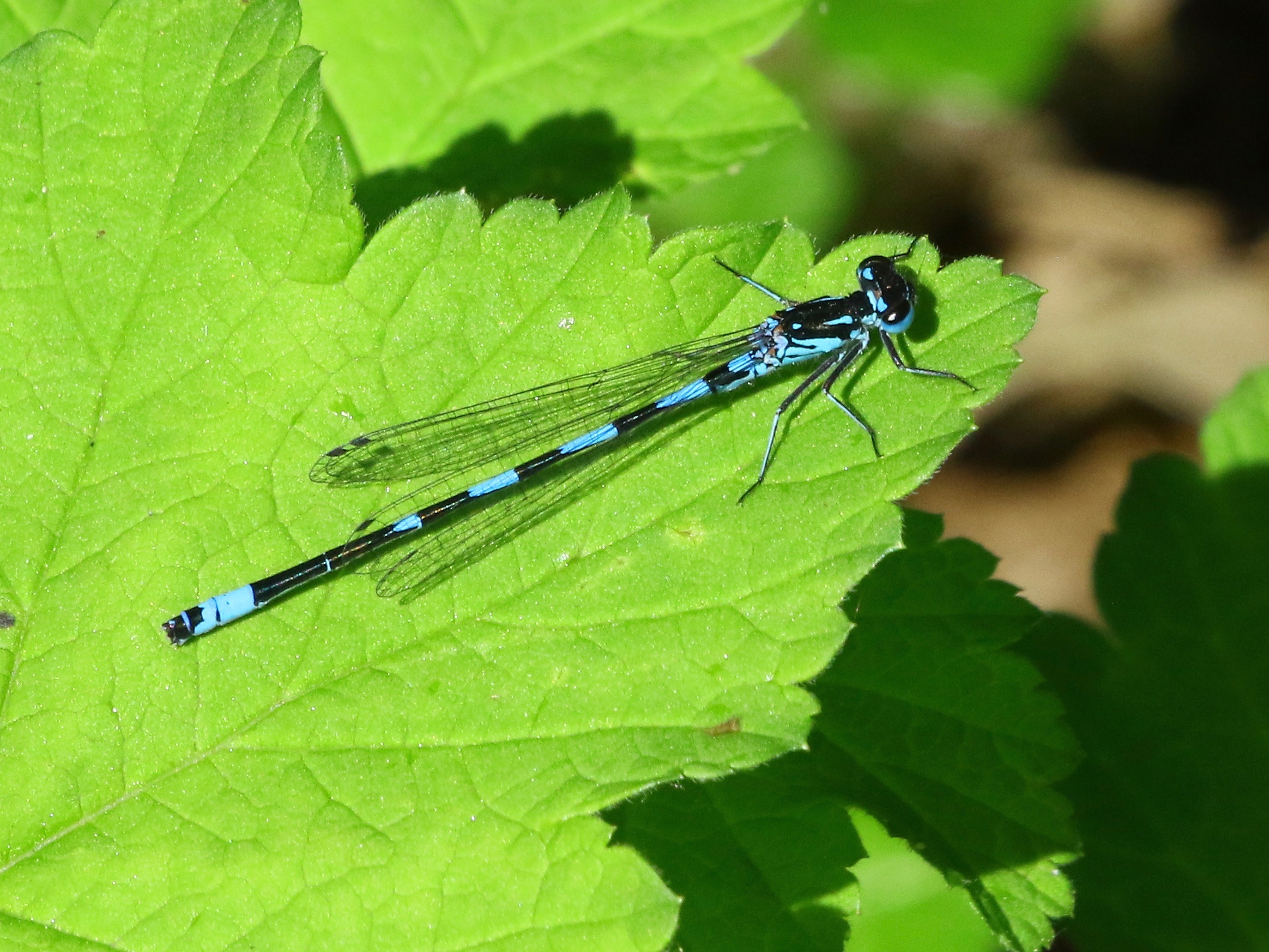 https://cdnfiles1.biolovision.net/www.faune-france.org/userfiles/FauneIDF/Odonates/Pulchellumf20YvesMassin.jpg