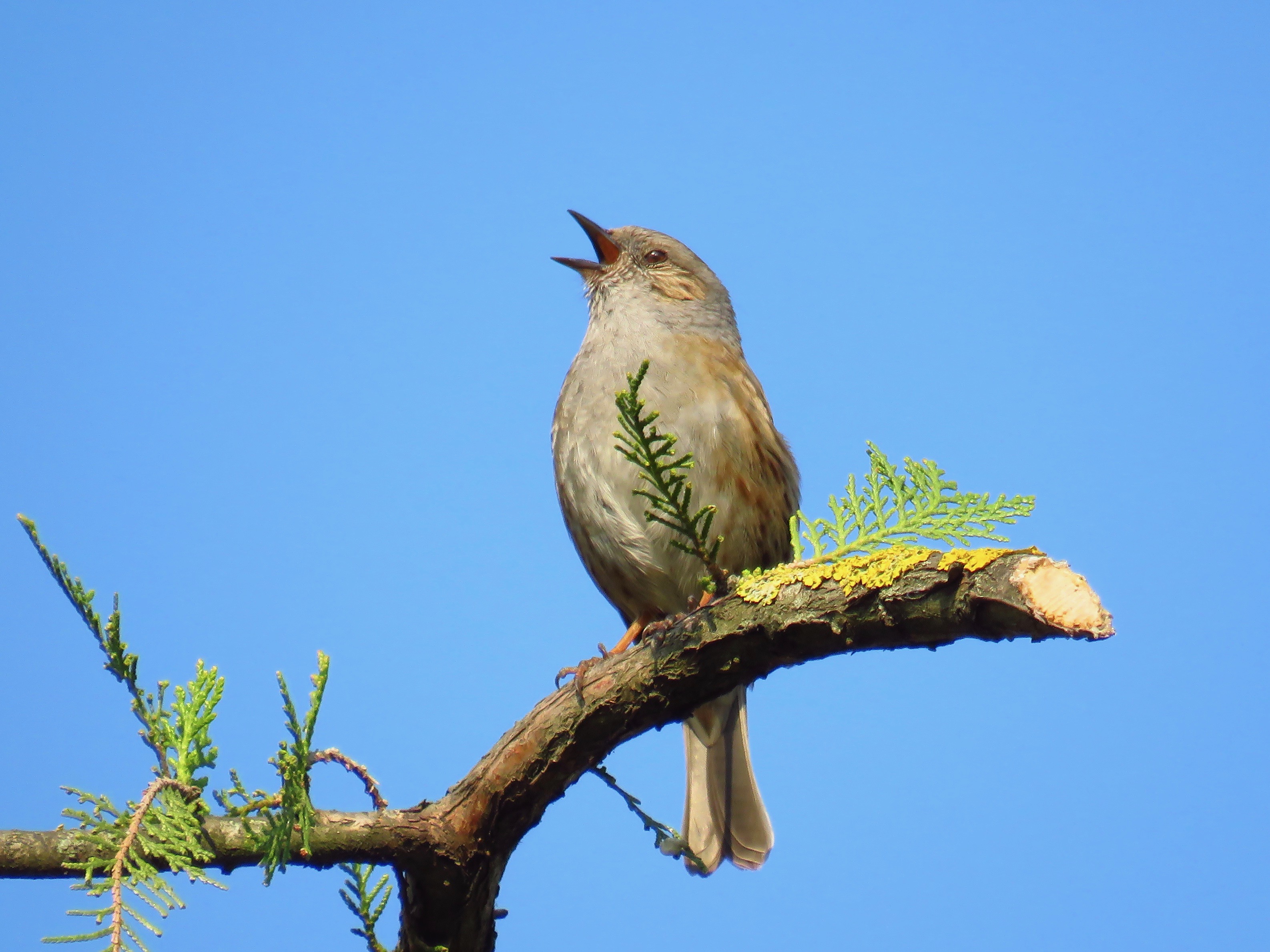 https://cdnfiles1.biolovision.net/www.faune-france.org/userfiles/FauneIDF/Oiseaux/AccenteurYvesMassin.jpg