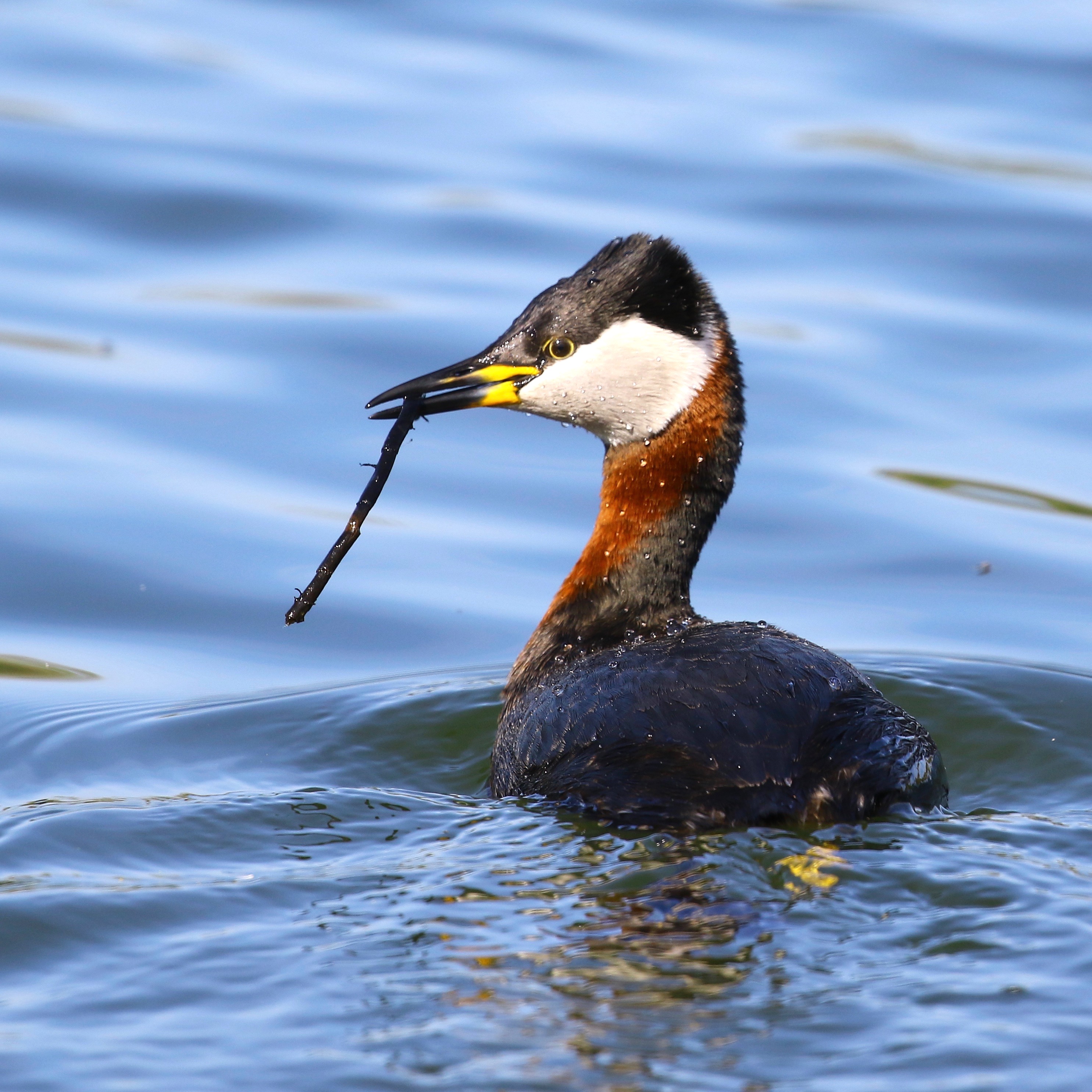 https://cdnfiles1.biolovision.net/www.faune-france.org/userfiles/FauneIDF/Oiseaux/GrebejougrisYvesMassin.jpg
