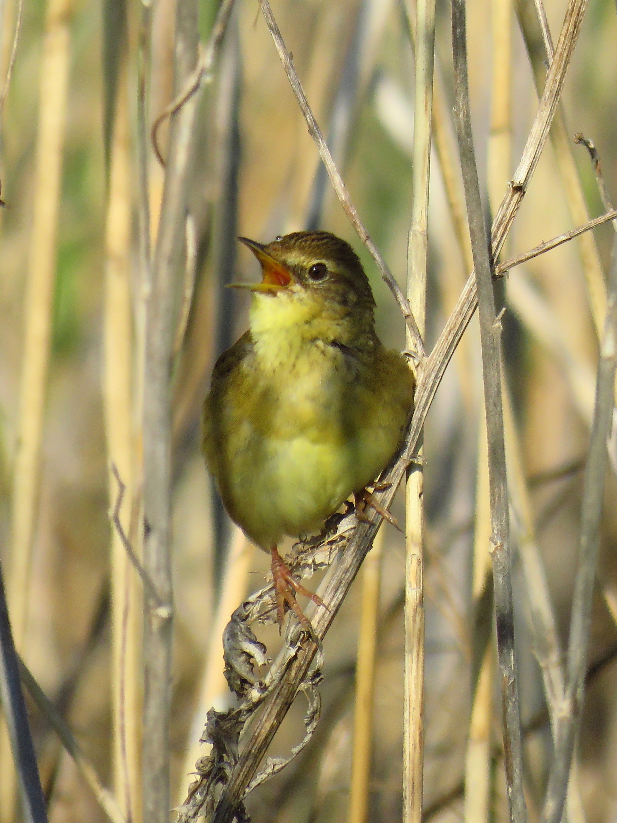 https://cdnfiles1.biolovision.net/www.faune-france.org/userfiles/FauneIDF/Oiseaux/LocustelletacheteSaulxYvesMassin.jpg