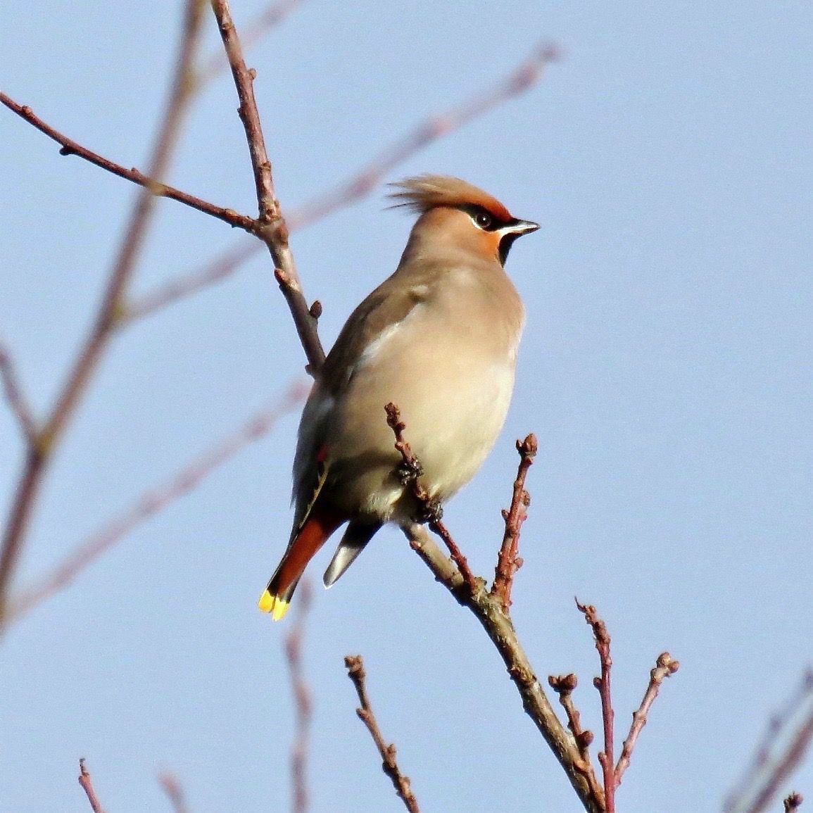 https://cdnfiles1.biolovision.net/www.faune-france.org/userfiles/FauneIDF/Oiseaux/jaseurRochefortenYvelinesYvesMassin.jpg
