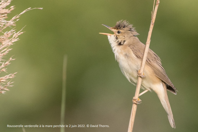 https://cdnfiles1.biolovision.net/www.faune-france.org/userfiles/FauneIDF/Oiseaux/verderollle.PNG