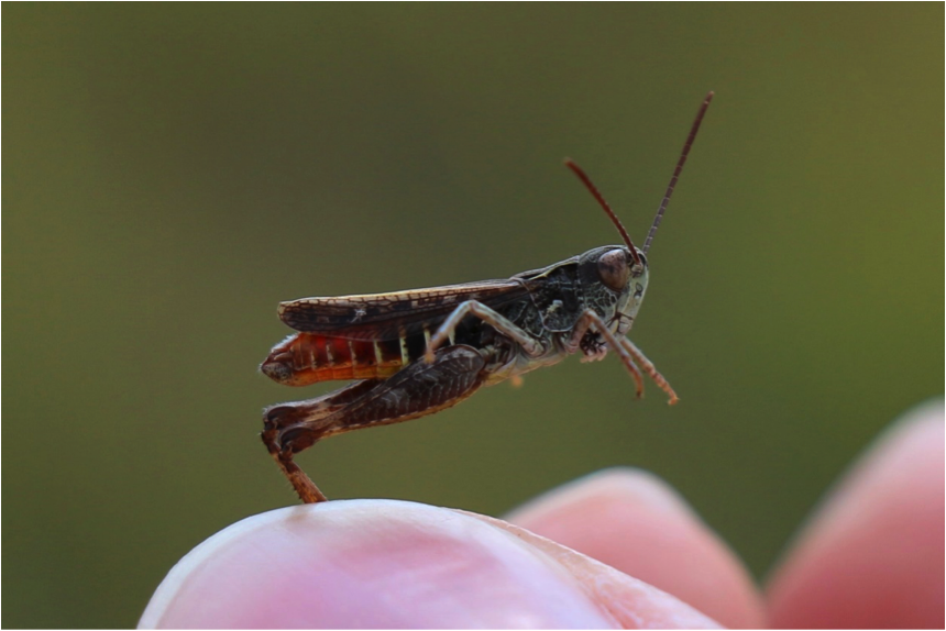 https://cdnfiles1.biolovision.net/www.faune-france.org/userfiles/FauneIDF/Orthopteres/OmoscestusJulienPiolain.png