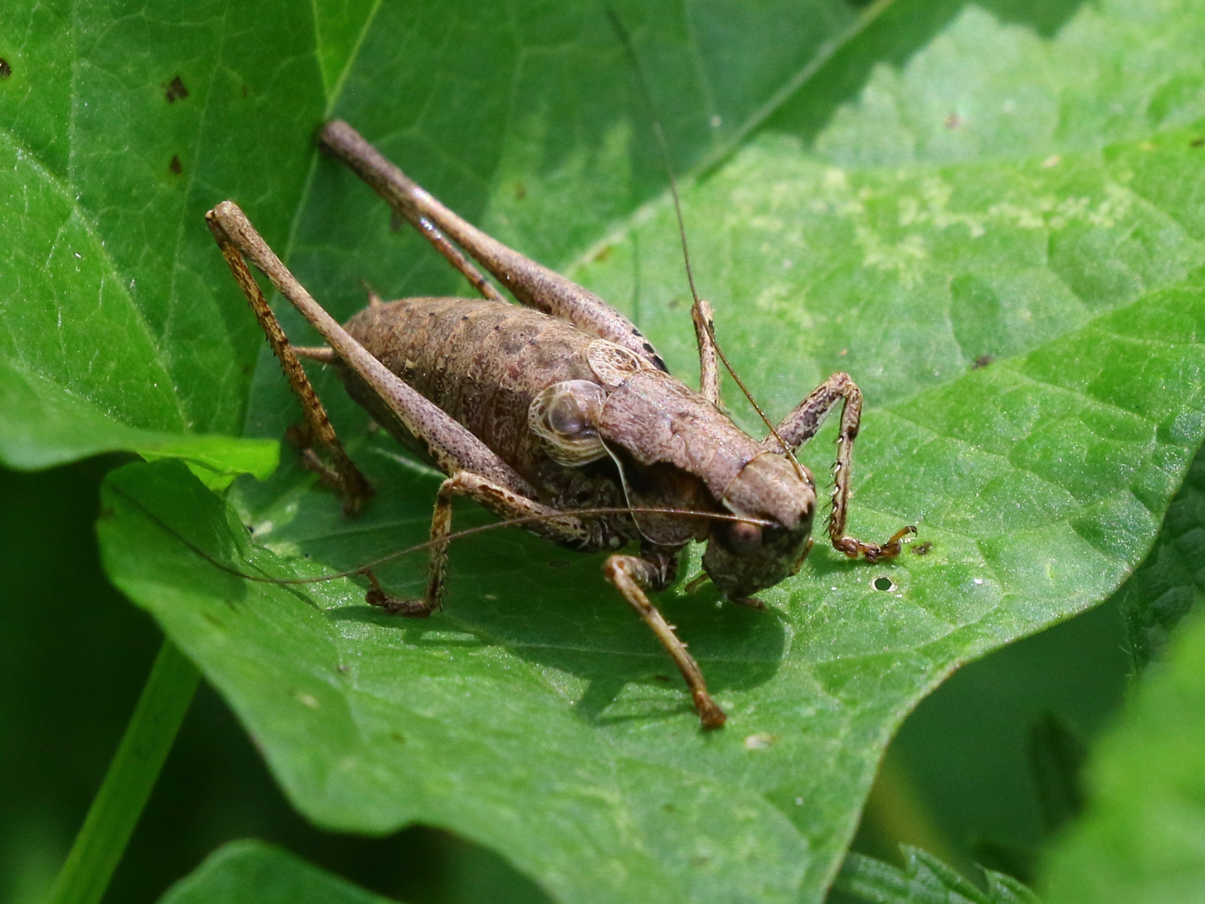 https://cdnfiles1.biolovision.net/www.faune-france.org/userfiles/FauneIDF/Orthopteres/PholidopteraYvesMassin.jpg