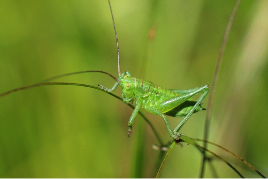 https://cdnfiles1.biolovision.net/www.faune-france.org/userfiles/FauneIDF/Orthopteres/larveTettigoniaJulienPiolain.png