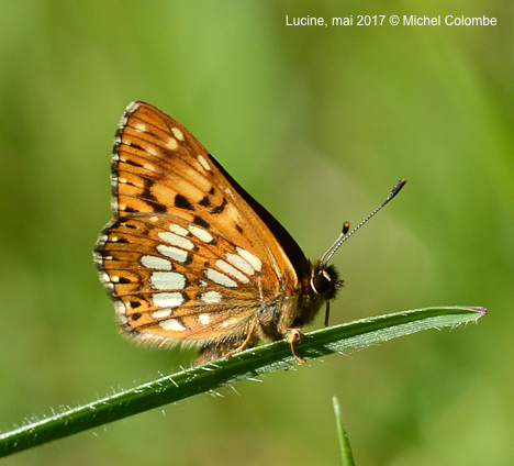 https://cdnfiles1.biolovision.net/www.faune-france.org/userfiles/FauneIDF/Papillons/LucineMichelColombemai2017.jpg