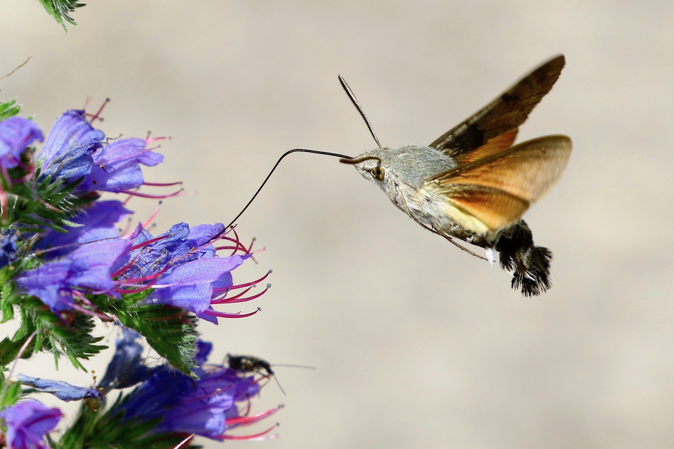 https://cdnfiles1.biolovision.net/www.faune-france.org/userfiles/FauneIDF/Papillons/Macroglossum2022YvesMassin.jpg