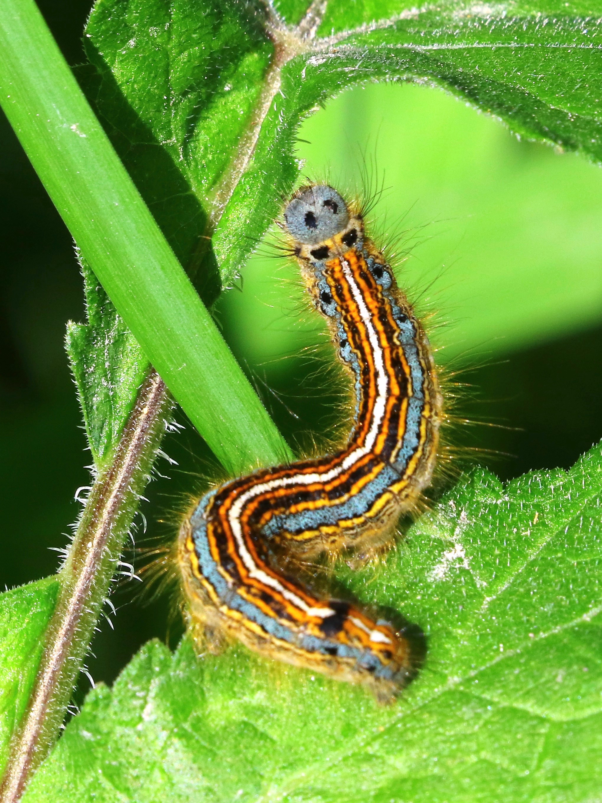 https://cdnfiles1.biolovision.net/www.faune-france.org/userfiles/FauneIDF/Papillons/Malacosoma2022YvesMassin.jpg