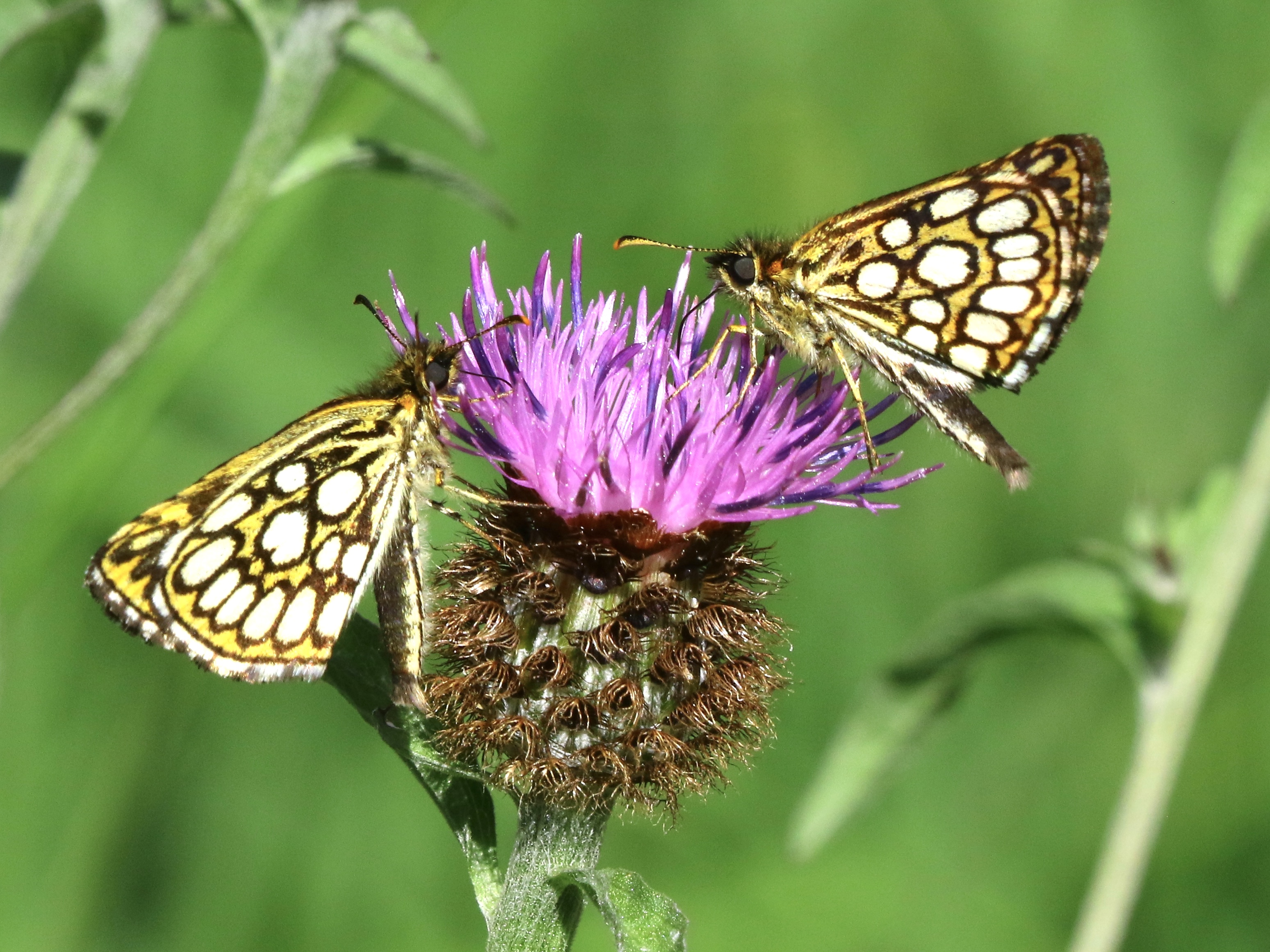 https://cdnfiles1.biolovision.net/www.faune-france.org/userfiles/FauneIDF/Papillons/Miroir-YvesMassin2.JPG