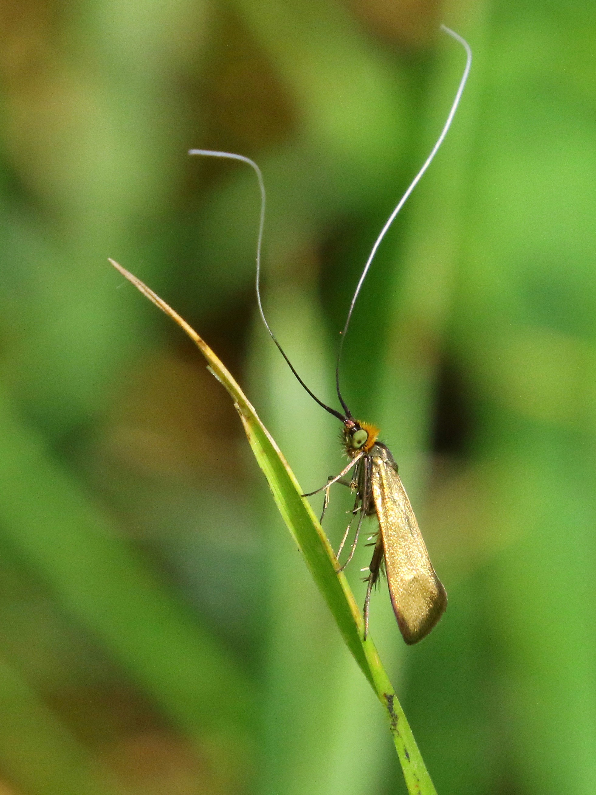 https://cdnfiles1.biolovision.net/www.faune-france.org/userfiles/FauneIDF/Papillons/Nemophora2021YvesMassin.jpg