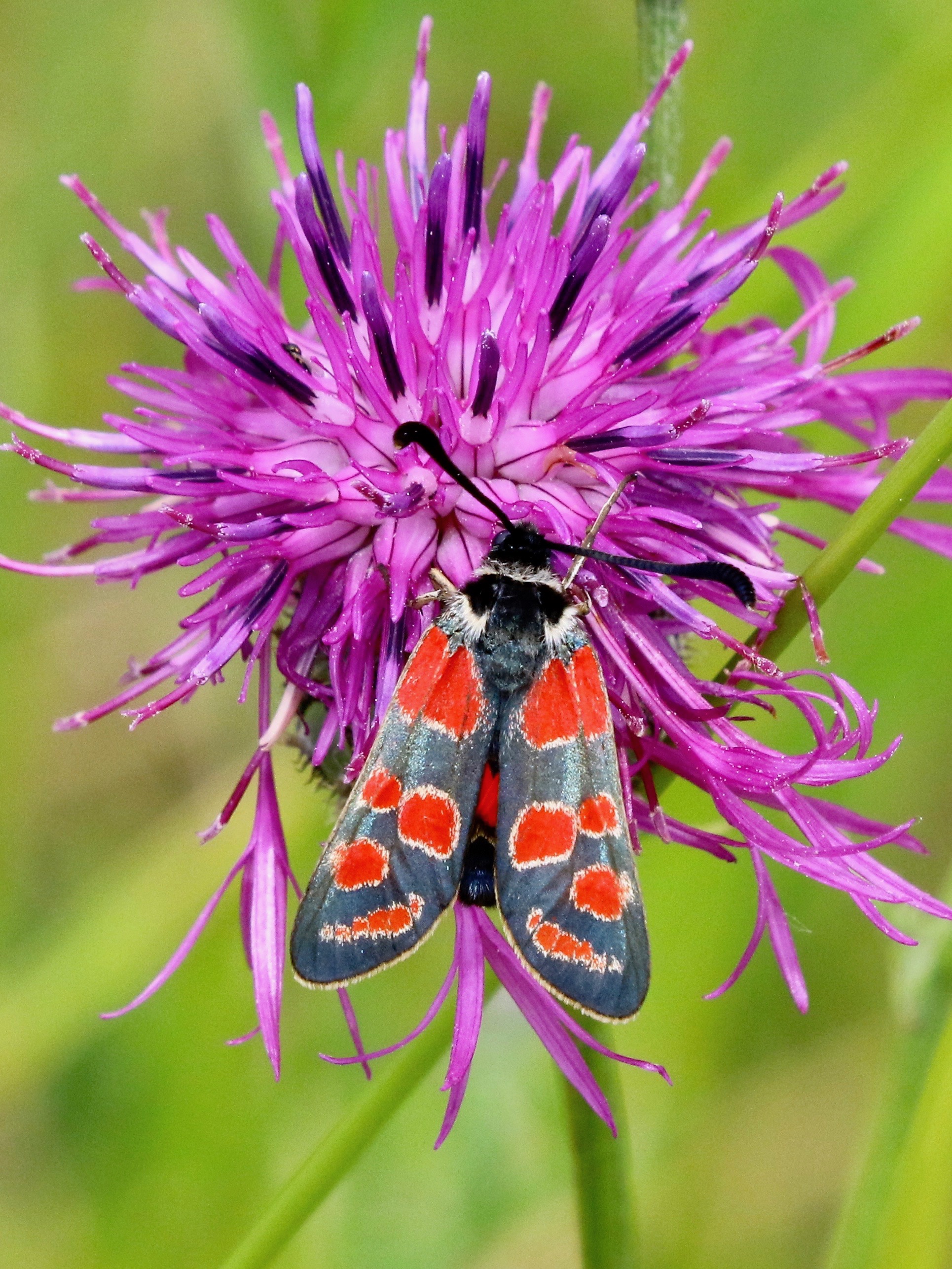 https://cdnfiles1.biolovision.net/www.faune-france.org/userfiles/FauneIDF/Papillons/ZygaenaCarniolica.jpg