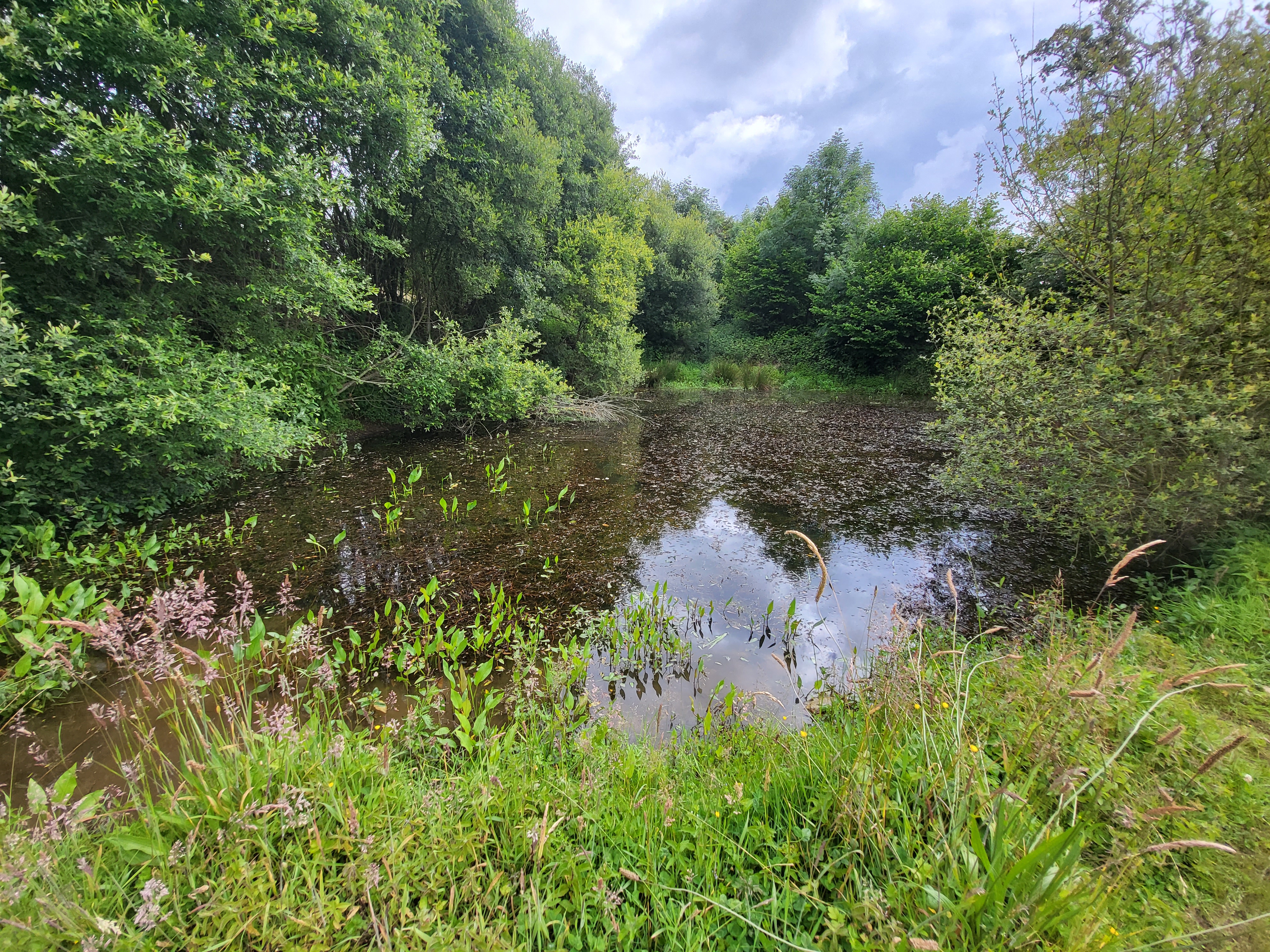 Zone humide - Théo BOUVIER https://cdnfiles1.biolovision.net/www.faune-france.org/userfiles/FauneMaine/POPamphrep/20240612101617.jpg