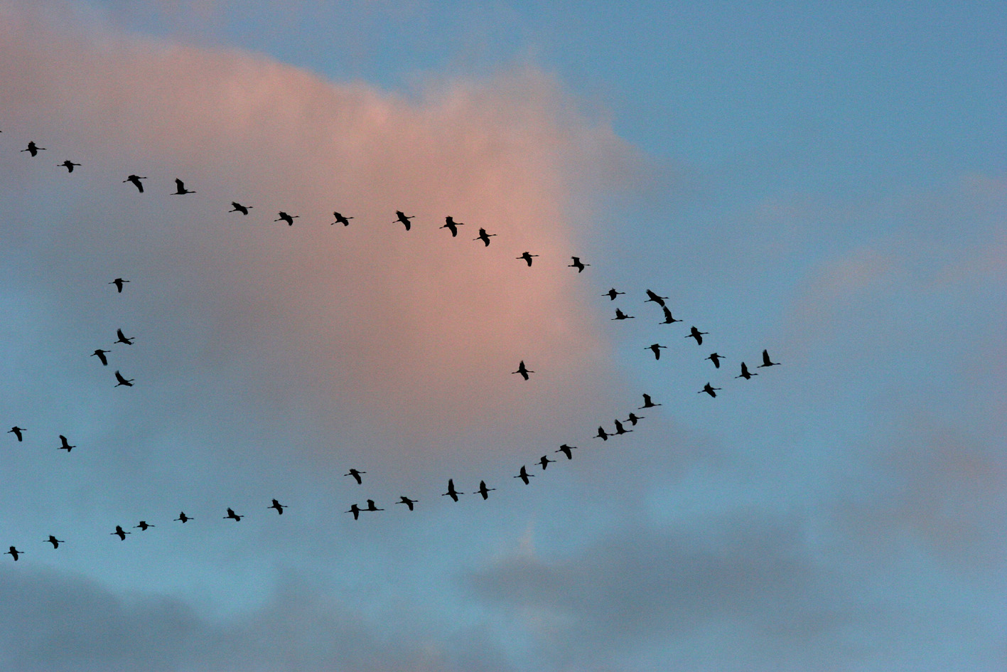 https://cdnfiles1.biolovision.net/www.faune-france.org/userfiles/Gruecendre-volsoleilcouchantBERNARDLIEGEOIS-LPO.jpg