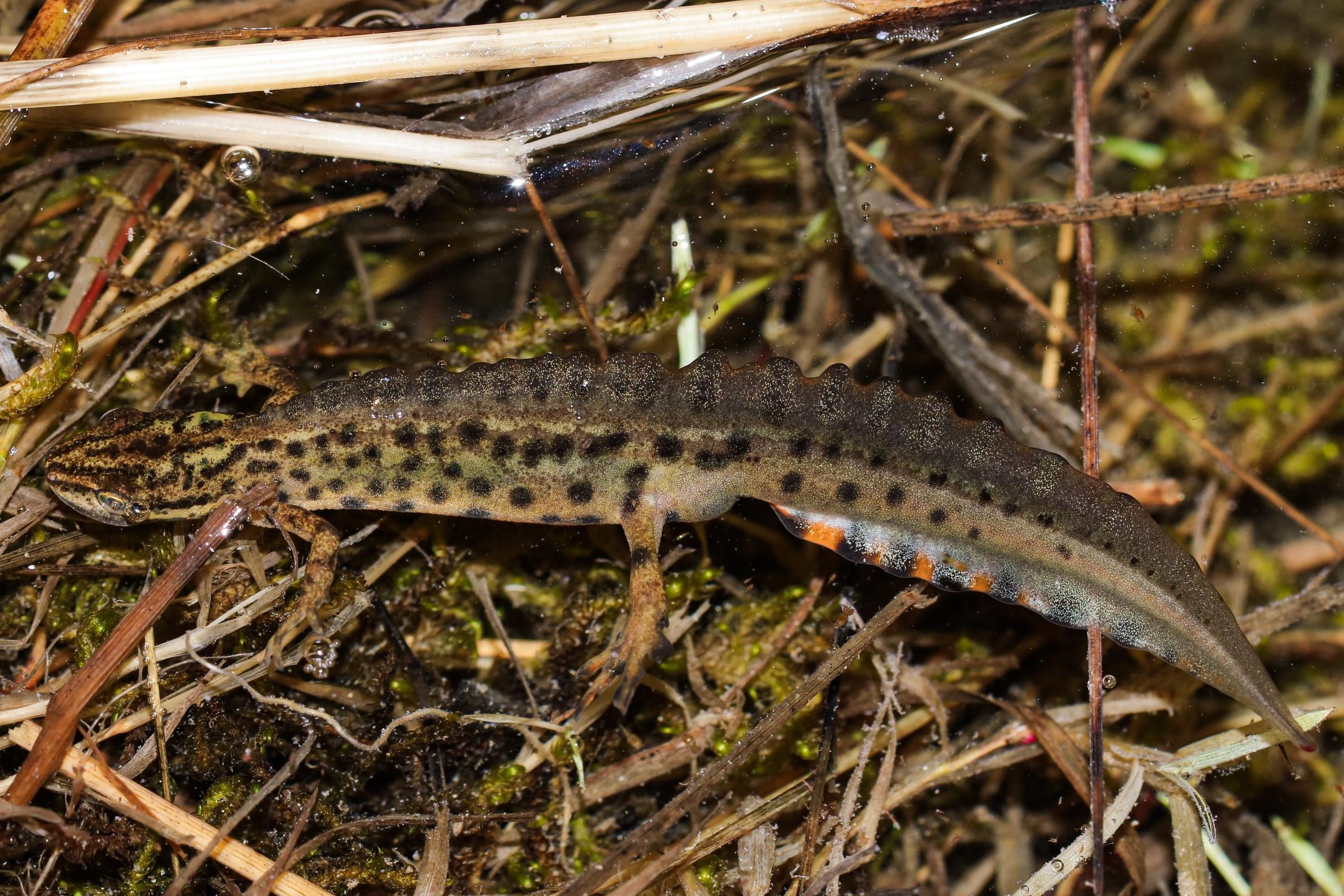 https://cdnfiles1.biolovision.net/www.faune-france.org/userfiles/L-vulgarisTCUENOT.jpg