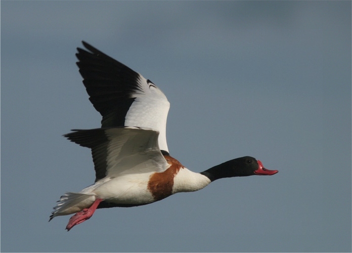 https://cdnfiles1.biolovision.net/www.faune-france.org/userfiles/OiseauxEau/Tadtad20100513PJ.jpg