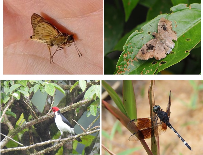 https://cdnfiles1.biolovision.net/www.faune-guyane.fr/userfiles/Documentsdivers/DfisFauneGuyane/Photos.jpg
