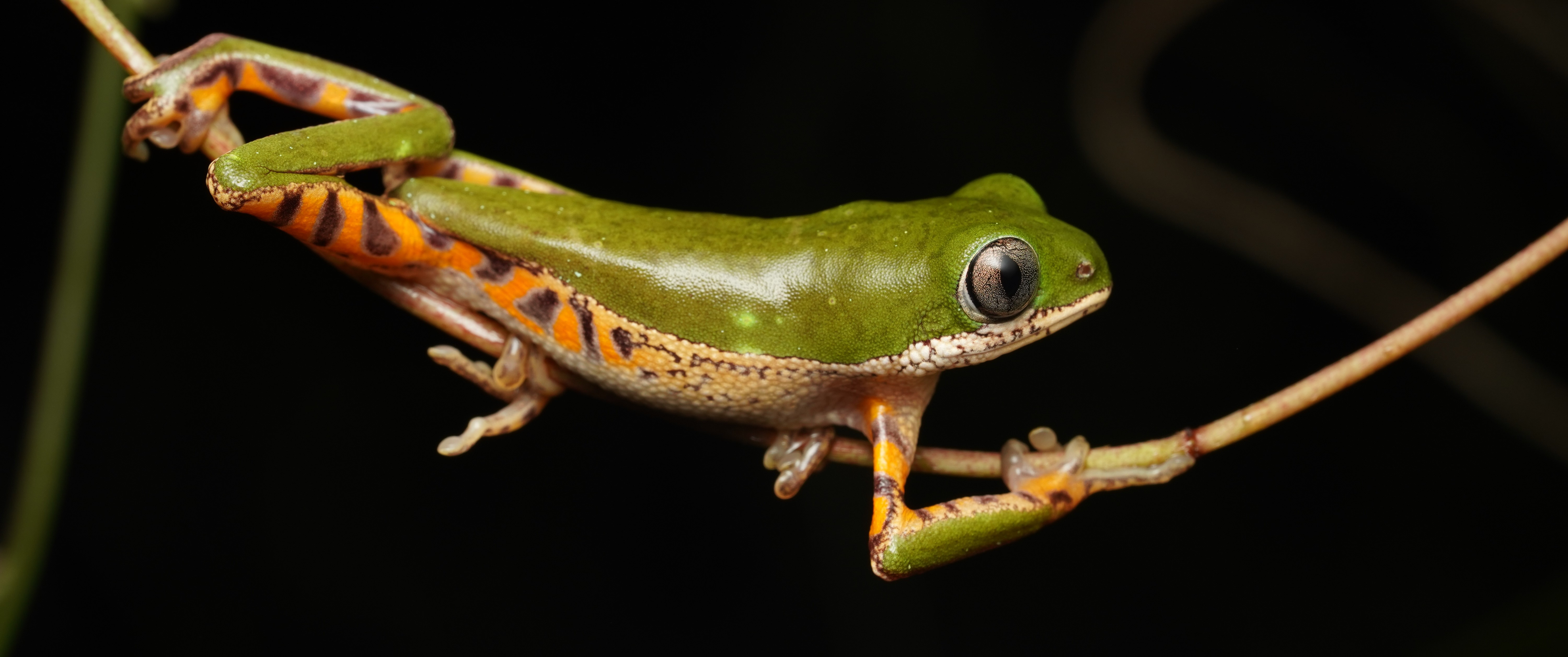 https://cdnfiles1.biolovision.net/www.faune-guyane.fr/userfiles/Documentsdivers/DfisFauneGuyane/PithecopushypochondrialisA.AuryDSC09179b.JPG