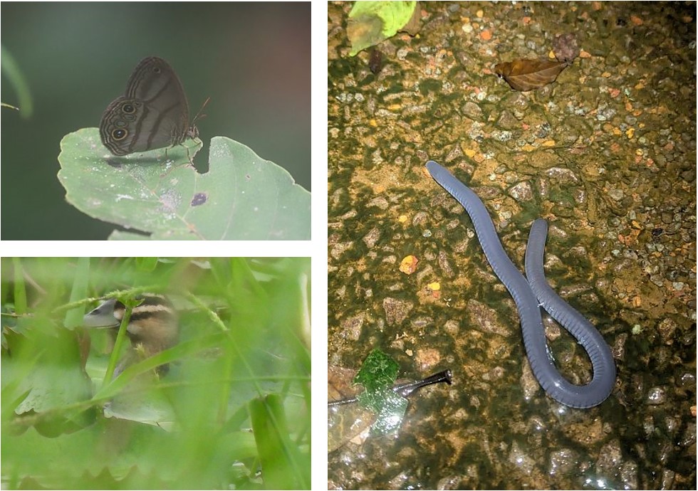 https://cdnfiles1.biolovision.net/www.faune-guyane.fr/userfiles/Documentsdivers/DfisFauneGuyane/photosDfiFGmars2026.jpg