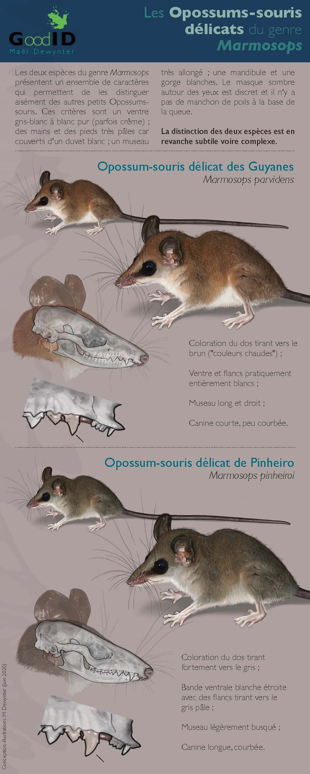 https://cdnfiles1.biolovision.net/www.faune-guyane.fr/userfiles/Documentsdivers/Mammifres/IdentificationdesMarmosopsv2020.jpg