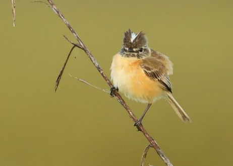 https://cdnfiles1.biolovision.net/www.faune-guyane.fr/userfiles/Documentsdivers/Oiseaux/PolystictuspectoralisTrouPoisssons040720R.Jantotfg47855b.jpg