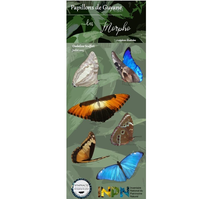 https://cdnfiles1.biolovision.net/www.faune-guyane.fr/userfiles/Documentsdivers/Papillons/Sculfort2025.GuideMorphodeGuyanecouv.jpg