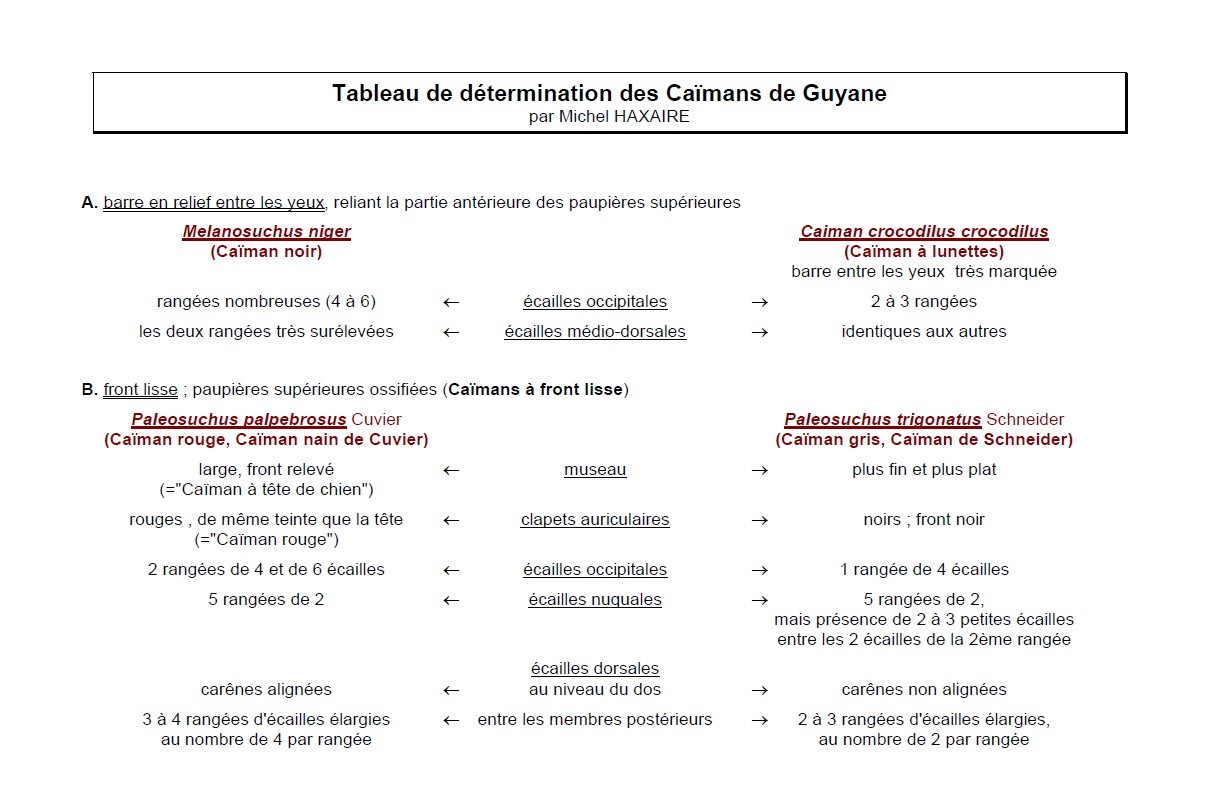 https://cdnfiles1.biolovision.net/www.faune-guyane.fr/userfiles/Documentsdivers/Reptiles/CaimansdeGuyaneMichelHaxaire.jpg