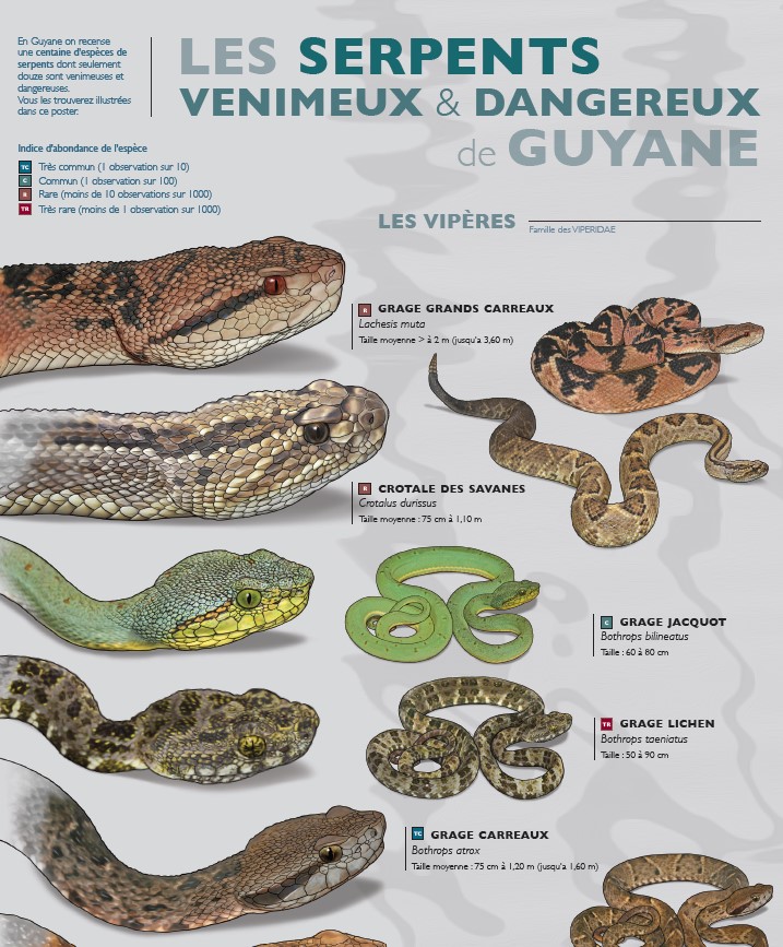 https://cdnfiles1.biolovision.net/www.faune-guyane.fr/userfiles/Documentsdivers/Reptiles/PosterSerpentsvenimeuxWEBVFinalecouv.jpg