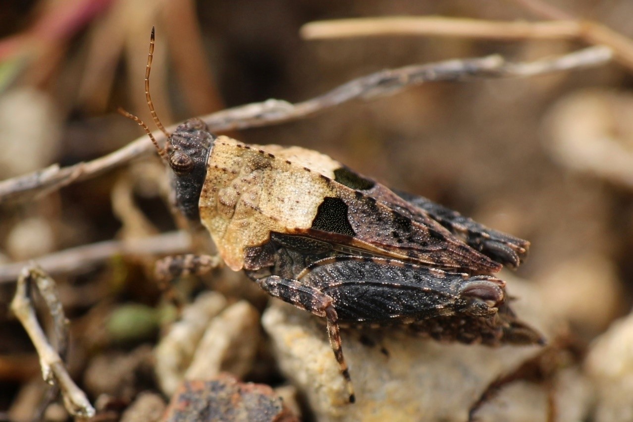 https://cdnfiles1.biolovision.net/www.faune-iledefrance.org/userfiles/1.jpg