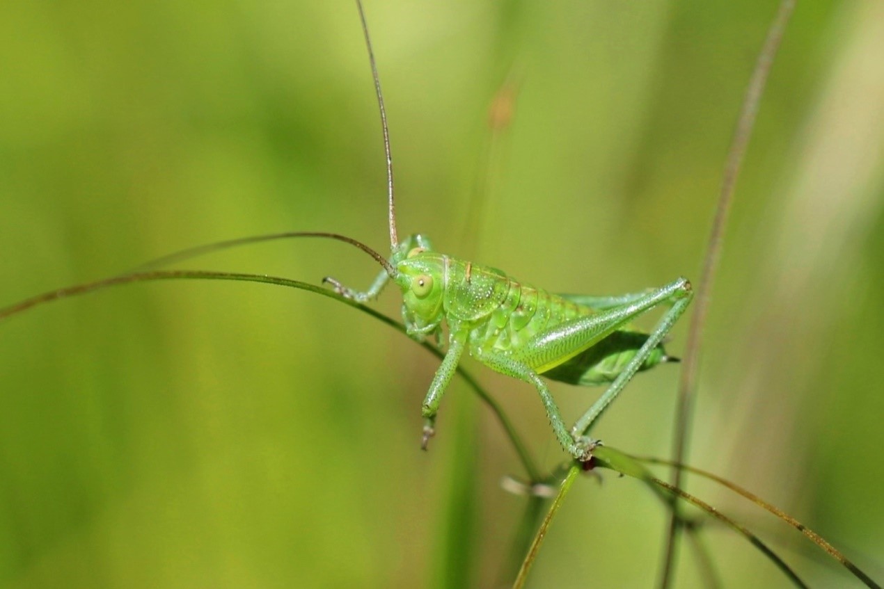 https://cdnfiles1.biolovision.net/www.faune-iledefrance.org/userfiles/2.jpg