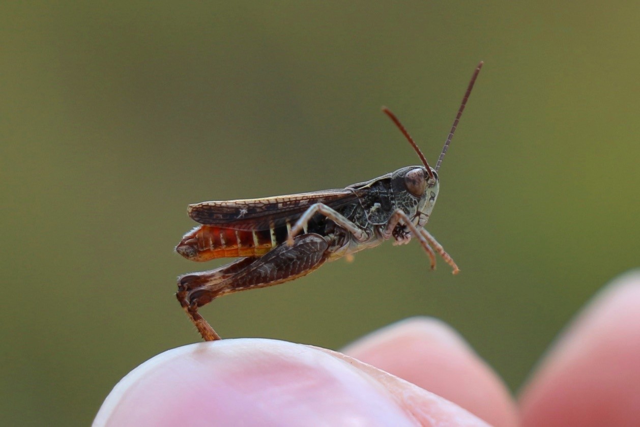 https://cdnfiles1.biolovision.net/www.faune-iledefrance.org/userfiles/3.jpg