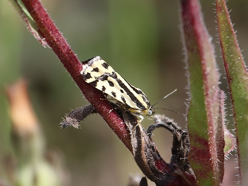 https://cdnfiles1.biolovision.net/www.faune-iledefrance.org/userfiles/Heteroceres/arlequinette.jpg