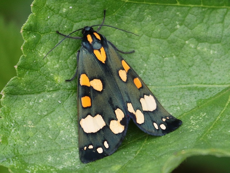 https://cdnfiles1.biolovision.net/www.faune-iledefrance.org/userfiles/Heteroceres/ecaillem.jpg