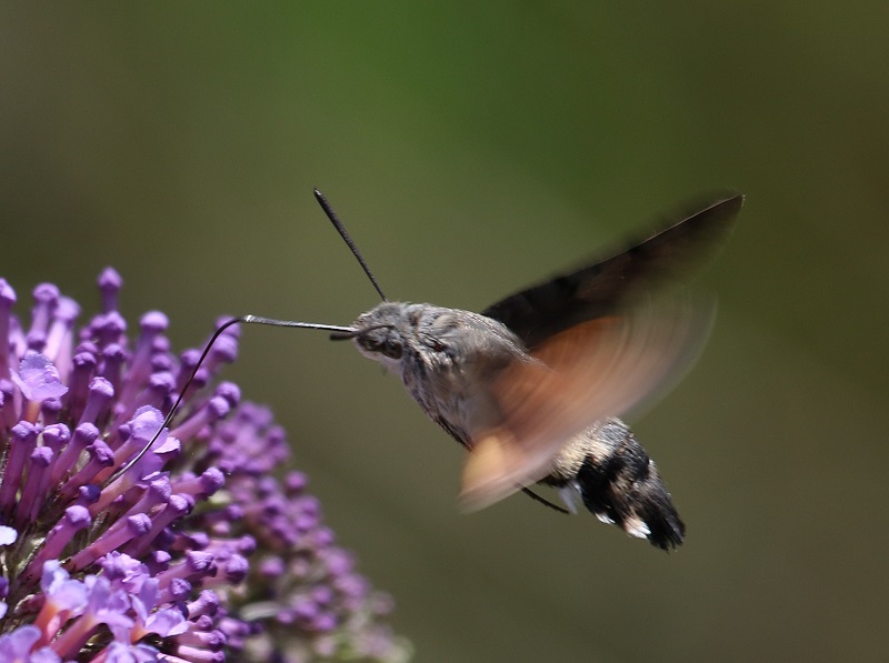 https://cdnfiles1.biolovision.net/www.faune-iledefrance.org/userfiles/Heteroceres/morsphinx.jpg