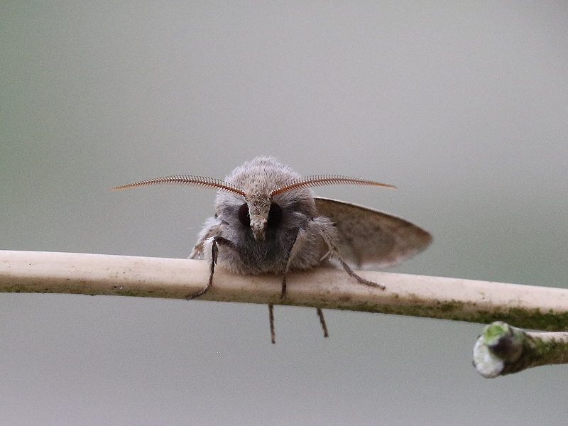 https://cdnfiles1.biolovision.net/www.faune-iledefrance.org/userfiles/Heteroceres/orthosie.jpg