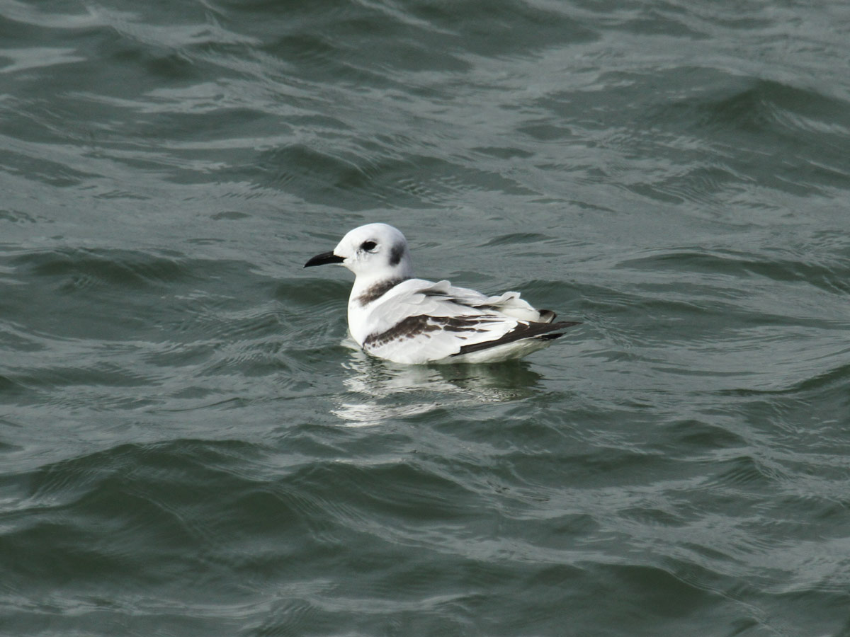 Mouette tridactyle