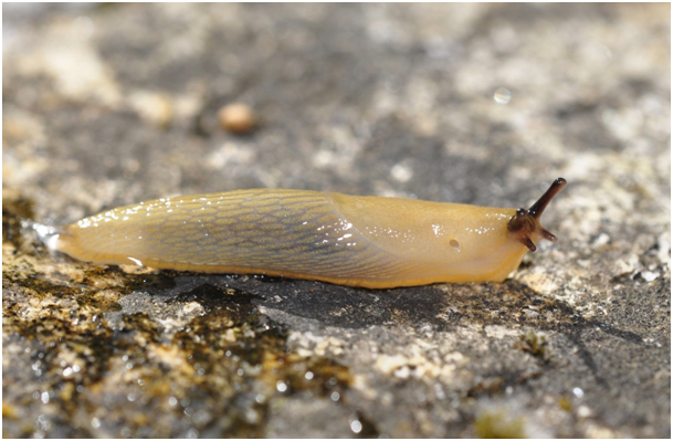 https://cdnfiles1.biolovision.net/www.faune-limousin.eu/userfiles/Illustrationsmollusques/Lim1.jpg