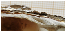 https://cdnfiles1.biolovision.net/www.faune-limousin.eu/userfiles/Illustrationsmollusques/m3.jpg